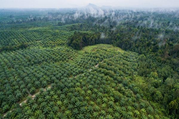 20240503-28kebun sawit1.jpg